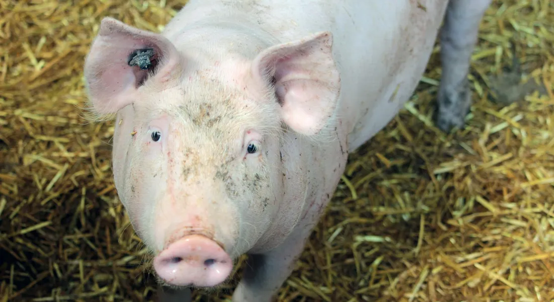 Pink domestic pig standing on straw, looking toward the camera.