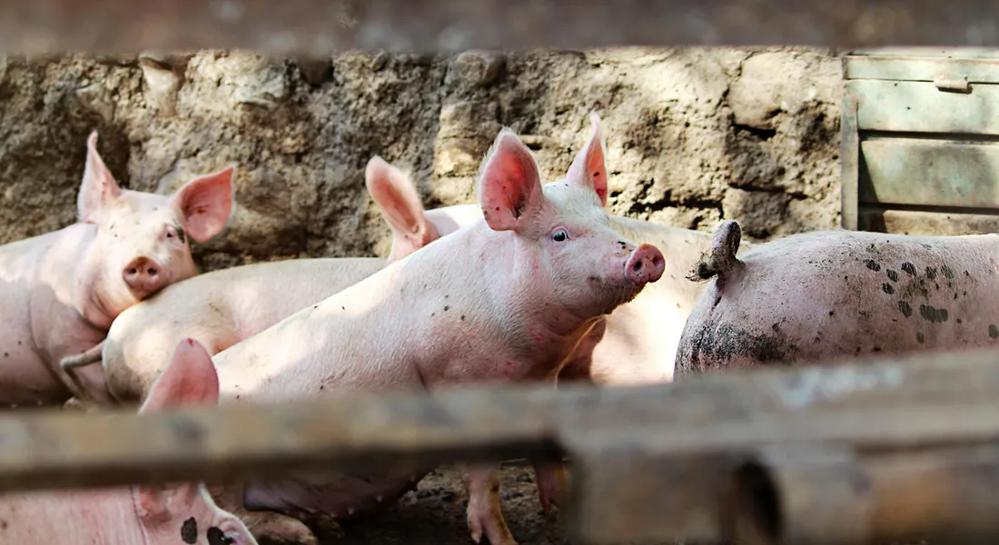 Several pink farm pigs resting in a muddy pen behind a wooden fence