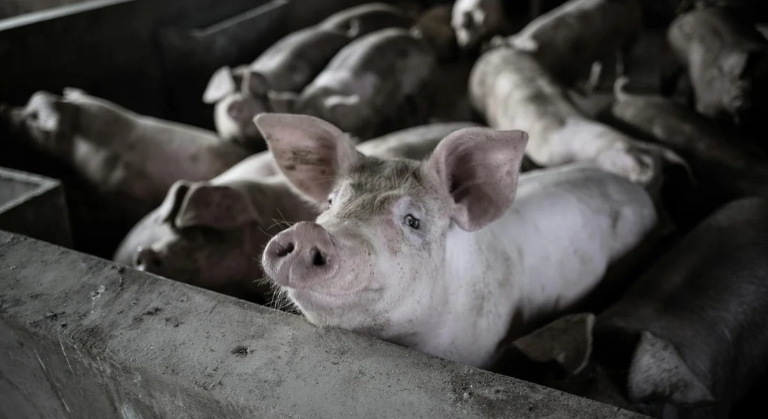 Close-up of a white pig in a pen, with other pigs in the background.