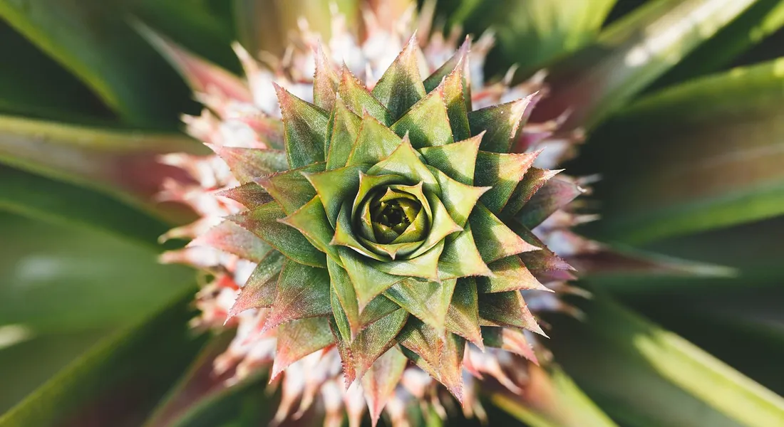 Close-up of a pineapple crown with green spiky leaves radiating outward