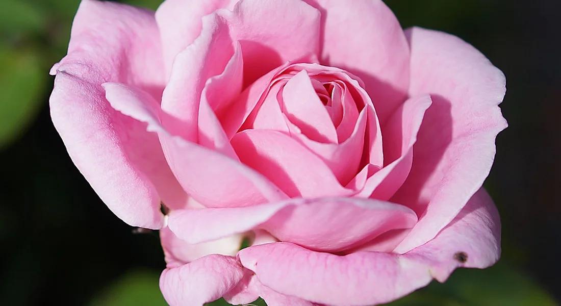 Close-up of a pink rose in bloom