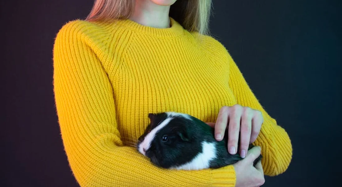 Person in a bright yellow sweater holding a black and white guinea pig.