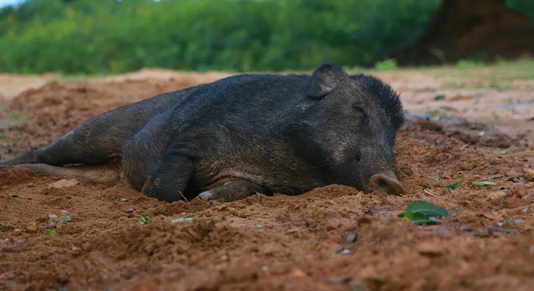 A boar pig lying on reddish dirt with a green, grassy background