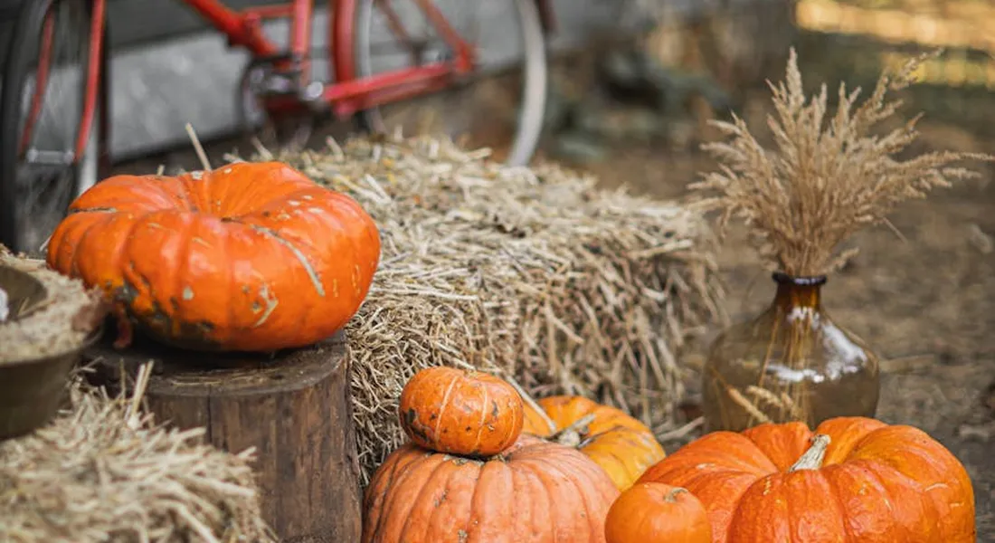 Pumpkins and hay bales in a rustic outdoor setting, with a vase of dried stems, illustrating a farm storage scene for hay.