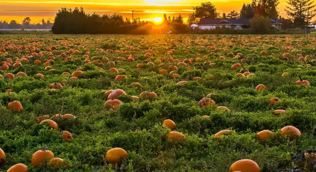 Field of pumpkins at sunset