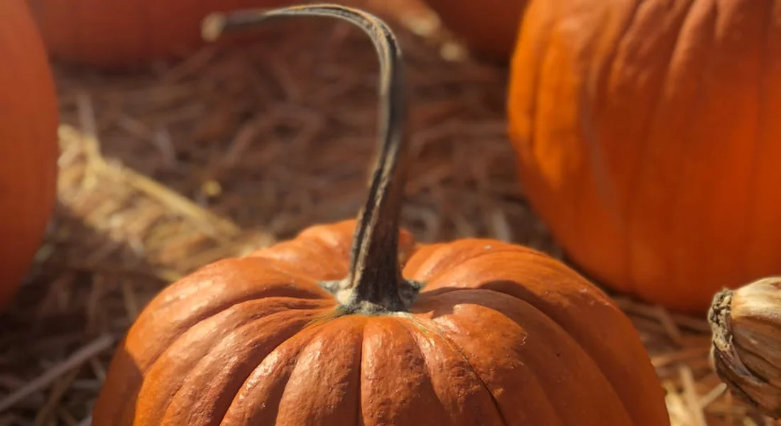 Close-up of orange pumpkins with curved stems resting on straw