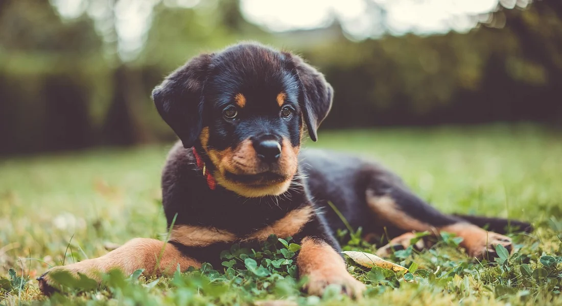 Adorable black-and-tan puppy lying on a grassy lawn