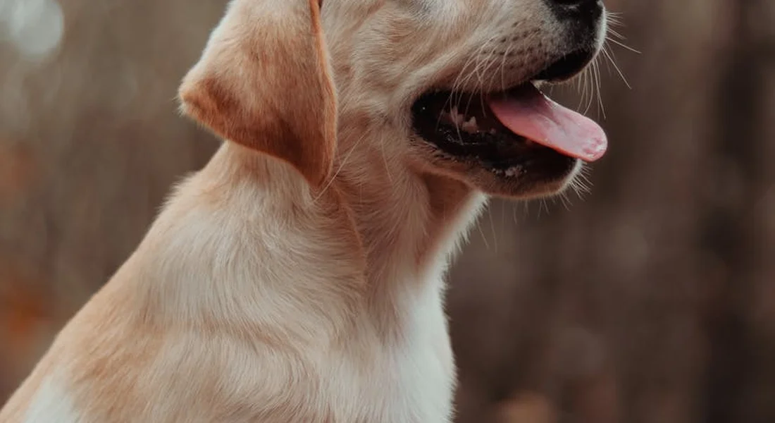 Close-up of a light-brown puppy with its tongue out, outdoors