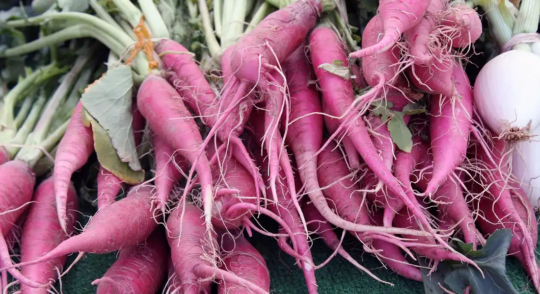 Pile of purple daikon radishes with green tops, ready to be sliced for guinea pig portions.