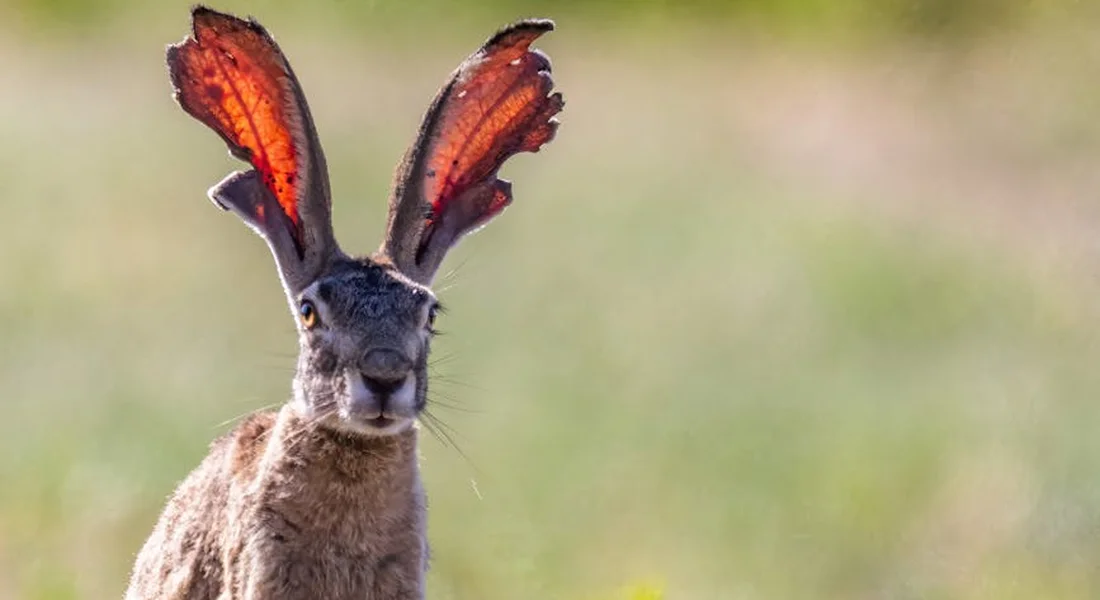 Close-up of a rabbit with tall ears standing in a sunlit grassy field.