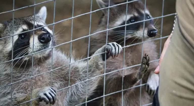 Two raccoons pressed against a wire mesh fence, peering through the gaps.