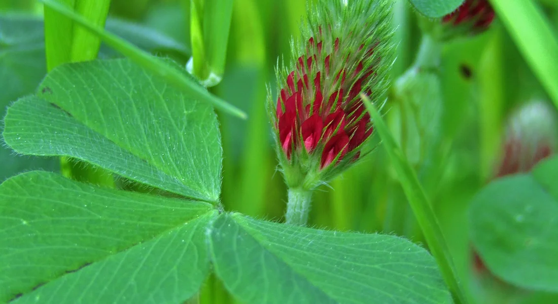 Close-up of a red clover flower bud with bright green leaves in the background