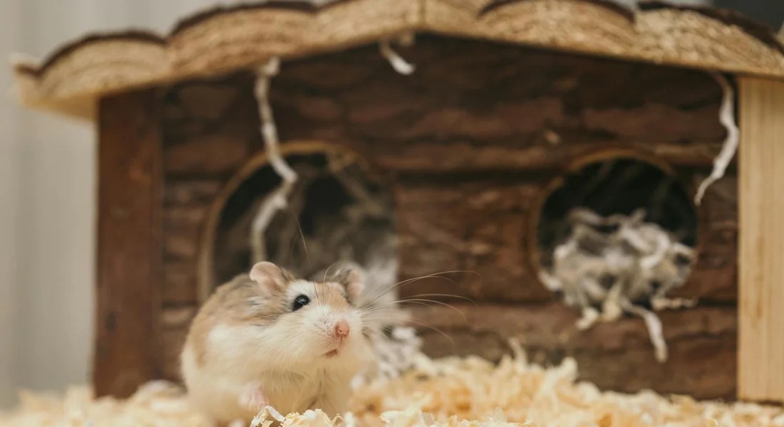 A curious guinea pig sits in front of a wooden guinea pig house with straw bedding inside a cage.