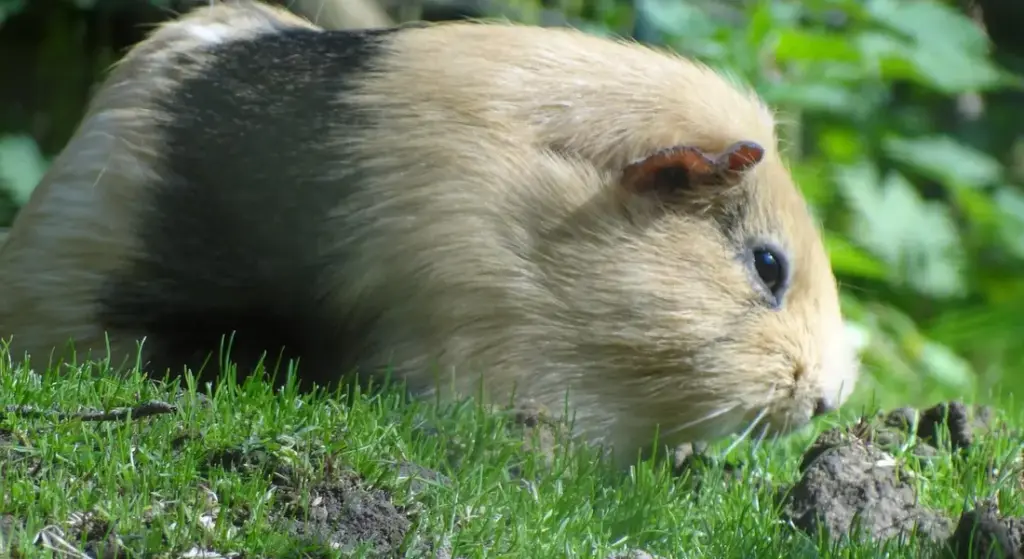 Senior Guinea Pig Care Plan: A Complete Guide