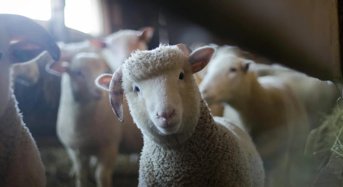 Close-up of a curious sheep in a barn with other sheep in the background