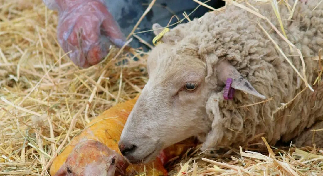 A sheep resting on straw bedding with a gloved hand in the background.