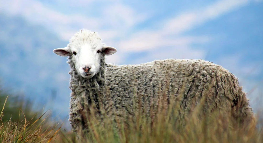 A sheep with a thick woolly coat standing in a grassy field under a blue sky.