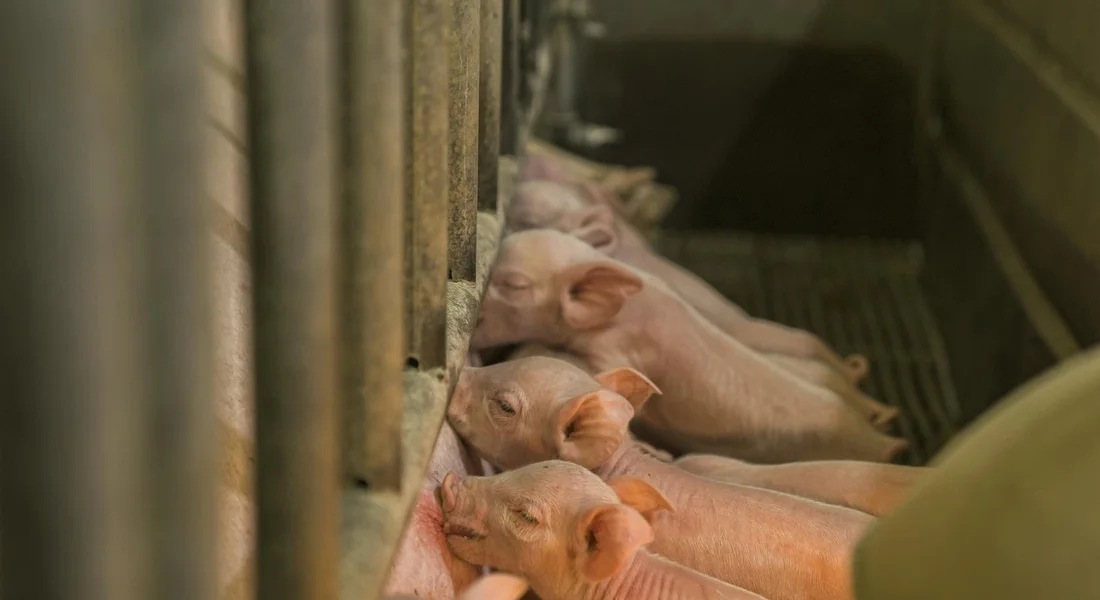 Group of hairless piglets at a feeding trough in a barn, looking for warmth