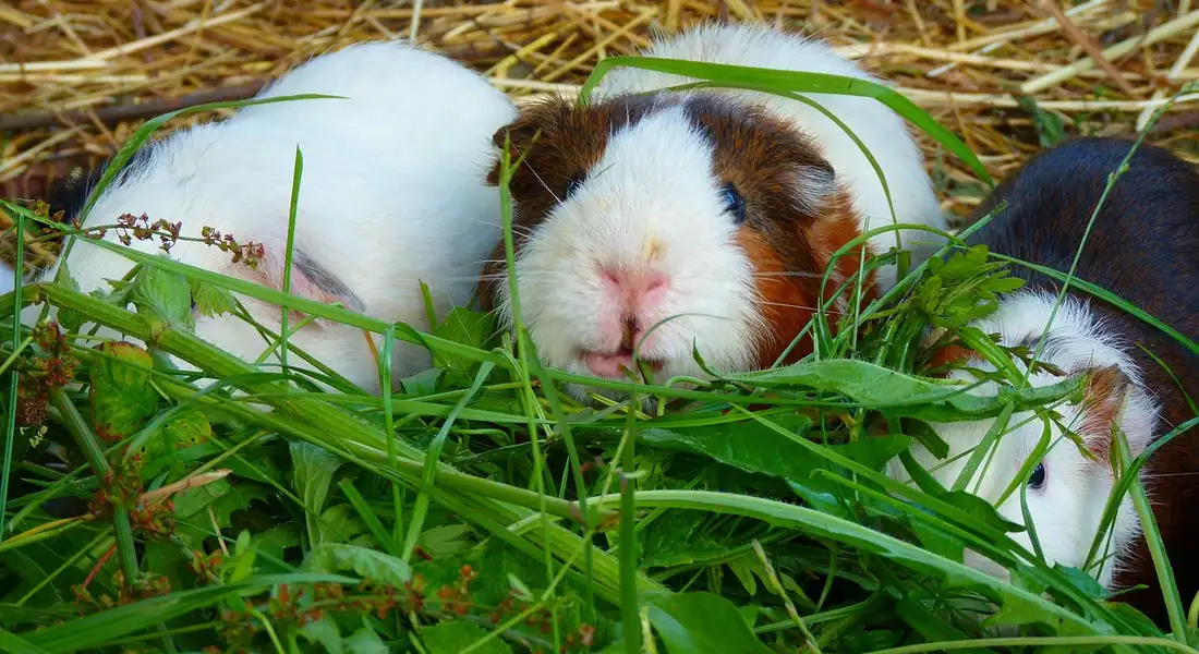 Three guinea pigs nestled in tall grass and straw, with one white, one brown-and-white, and one black-and-white, peeking out from the foliage.
