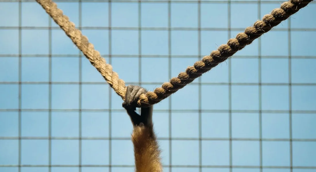 Close-up of a rope toy inside a blue wire guinea pig cage, with brown fur peeking from below.