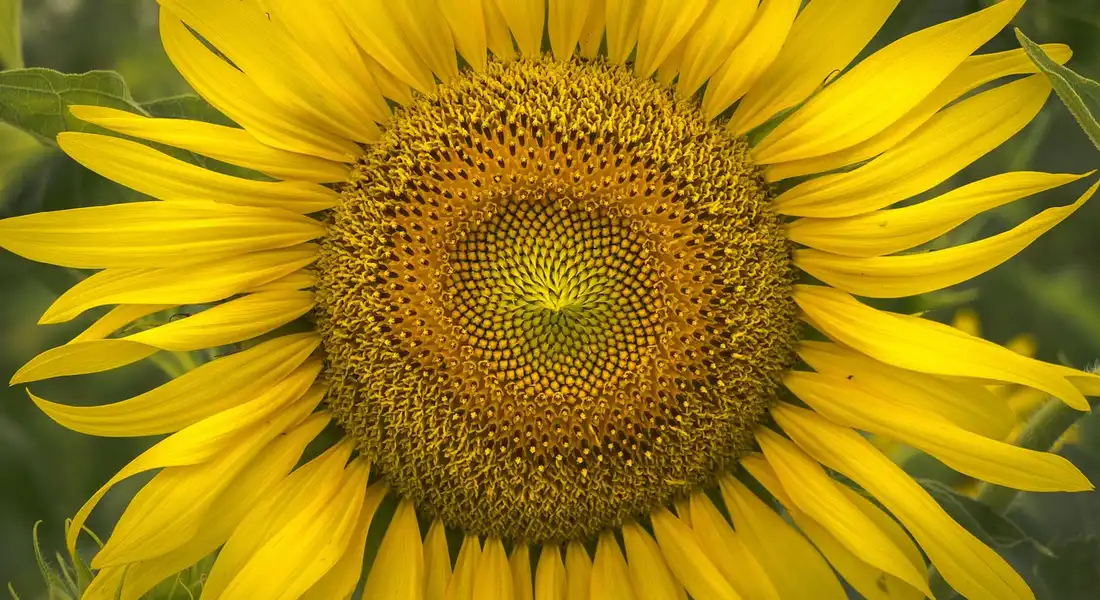 Close-up of a bright yellow sunflower head, symbolizing seeds that can be offered to guinea pigs in moderation.