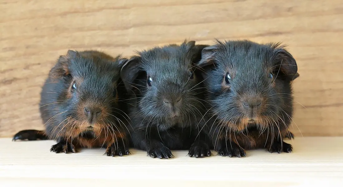 Three small black guinea pigs sitting side by side on a light wooden surface.