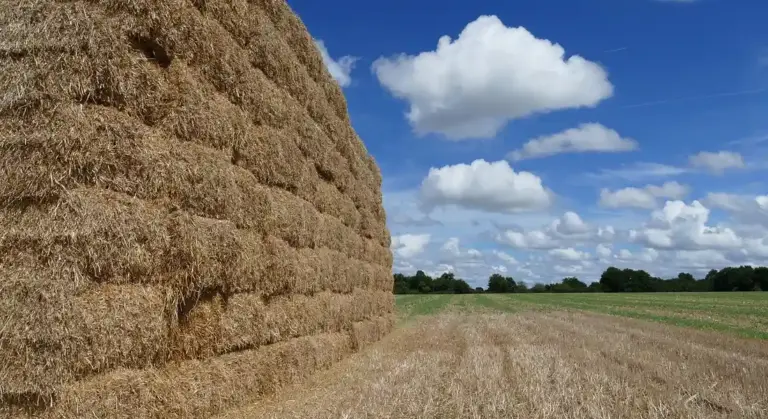A rural field with large stored hay bales stacked along the left side and a clear blue sky above.