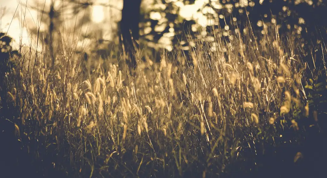 Golden-hour light shining on a field of tall Timothy grass.