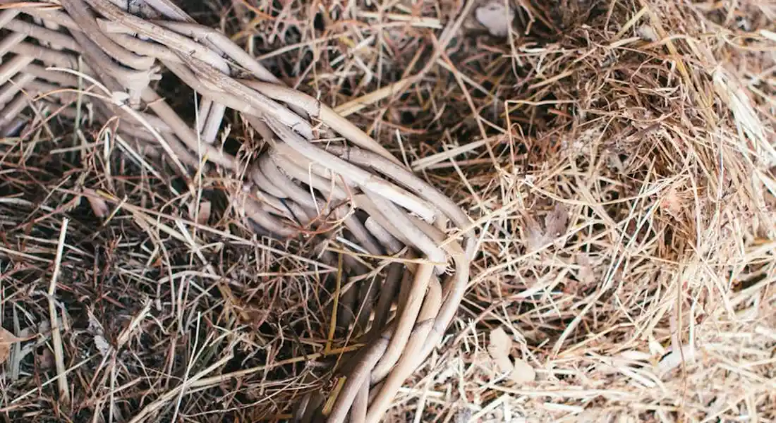 Close-up of dried Timothy hay and straw bundled together