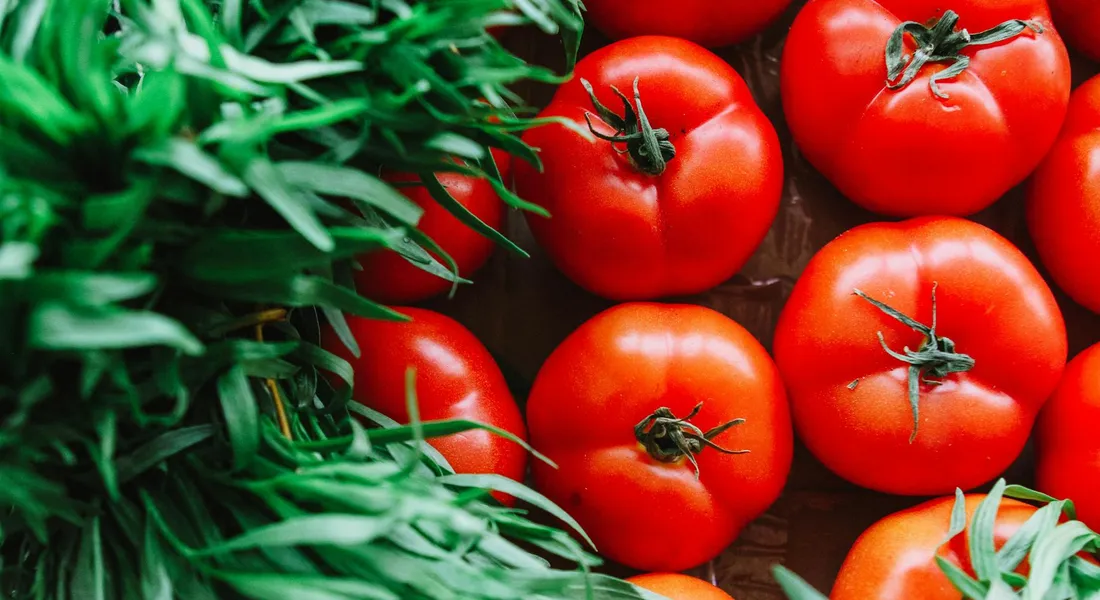 Red tomatoes with fresh green herbs on a wooden surface
