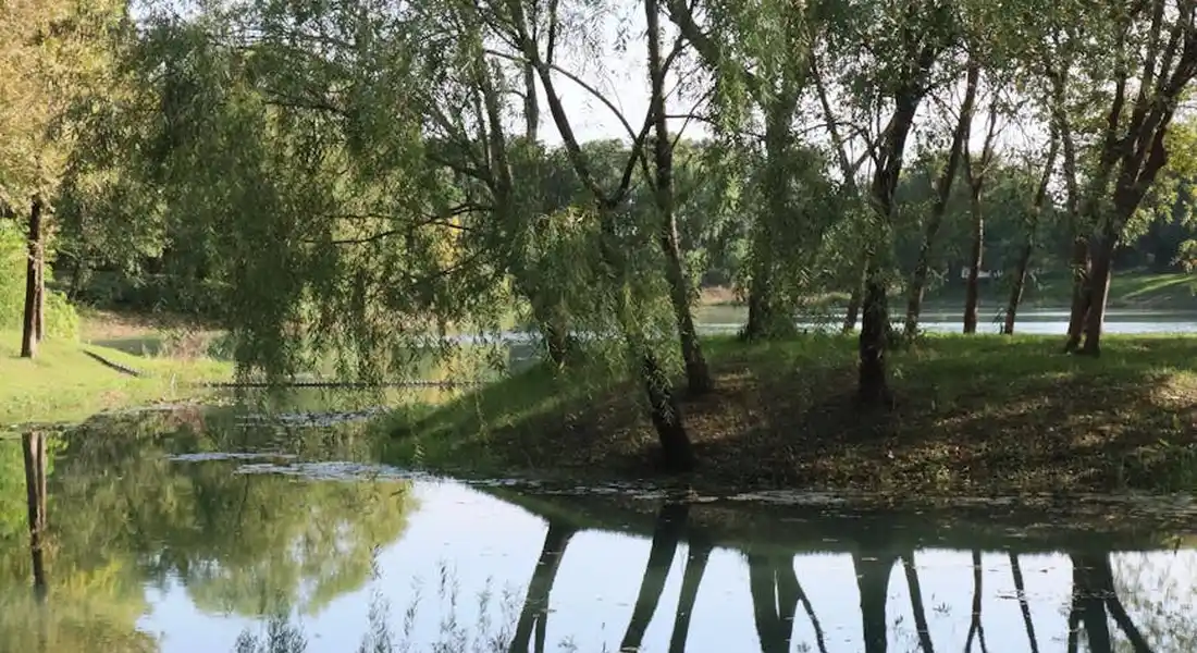 Park edge with trees reflected in a calm pond, illustrating a foraging environment.