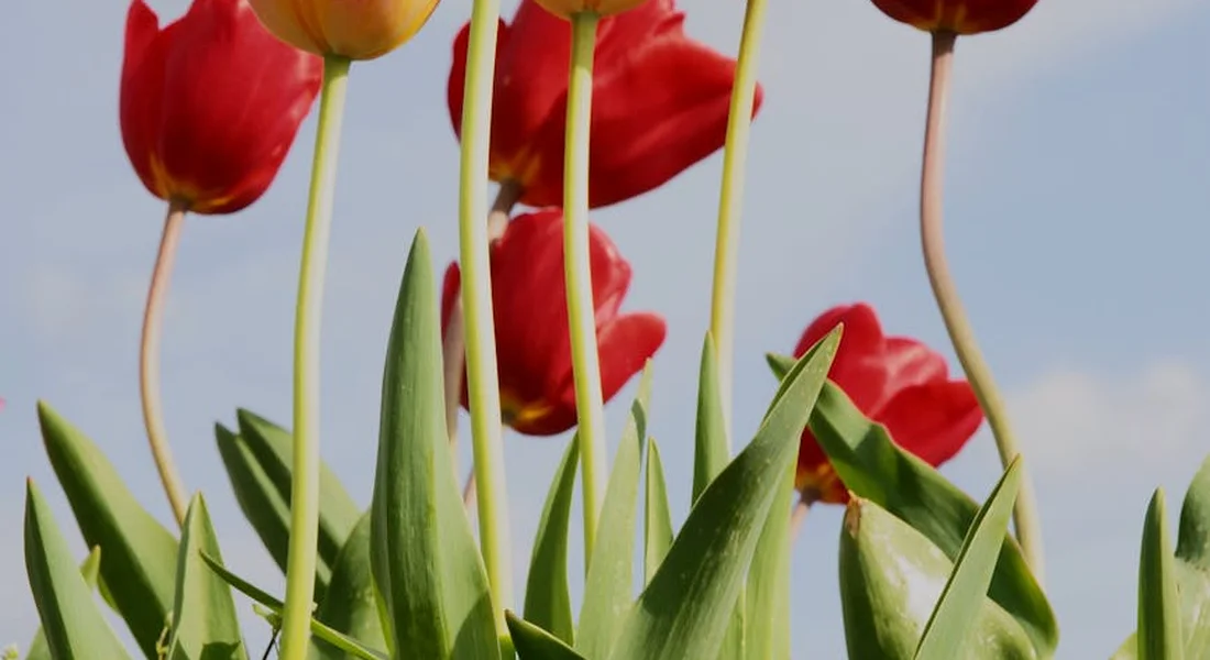 Close-up of red and yellow tulips with green leaves against a blue sky