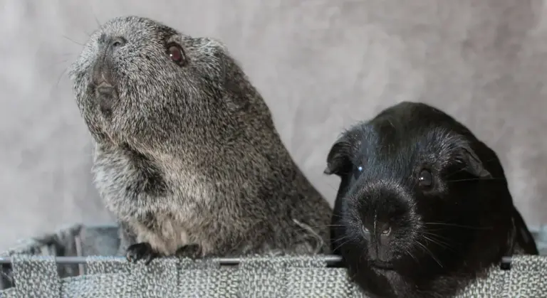 Two guinea pigs in a crate: a gray, fluffy guinea pig on the left and a black guinea pig on the right, looking toward the camera.
