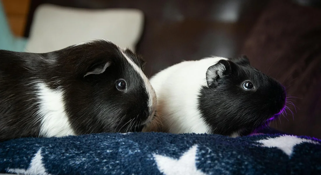 Two guinea pigs, one black-and-white and the other solid black, sitting close together on a blue blanket.