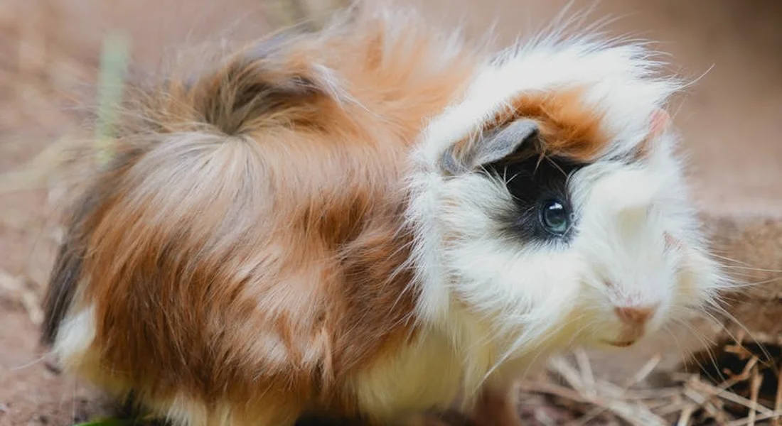 Two fluffy guinea pigs, one brown and white and the other white with dark markings, sitting close together on dirt and straw.
