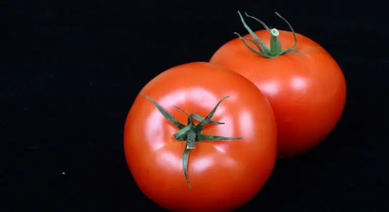 Two ripe red tomatoes with green stems on a solid black background.
