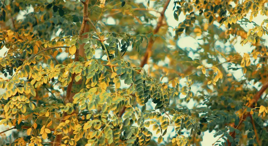 Close-up of golden-green, small leaflets on a branching stem, illustrating an uncommon leafy herb or vegetable.