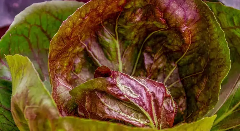 Close-up of purple-red lettuce leaves with green edges