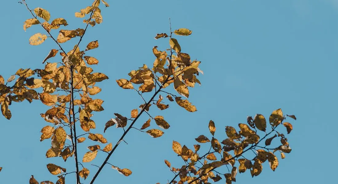 Branches with yellow autumn leaves against a clear blue sky