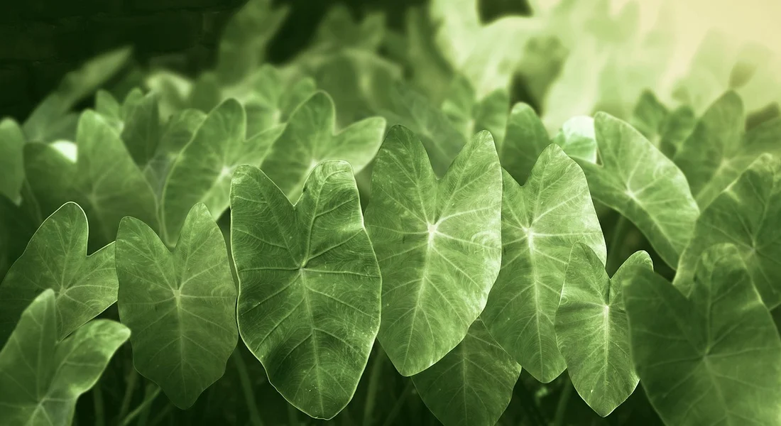 Close-up of overlapping green, heart-shaped leaves with prominent veins