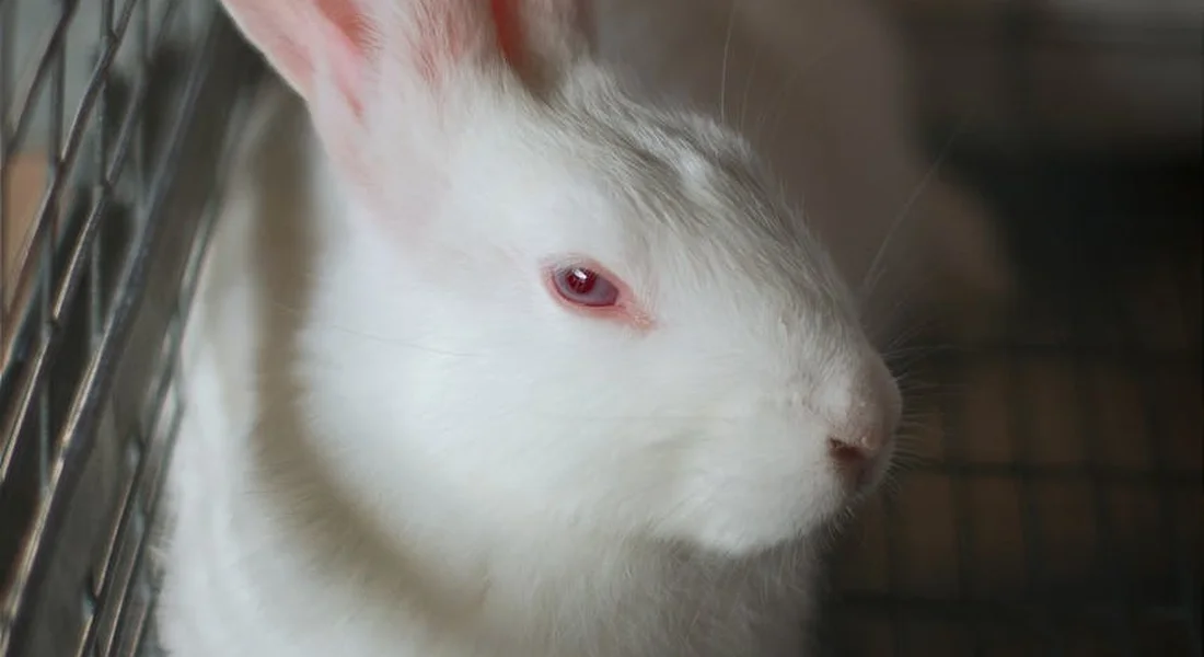 Close-up of a white rabbit inside a metal wire cage, looking to the left