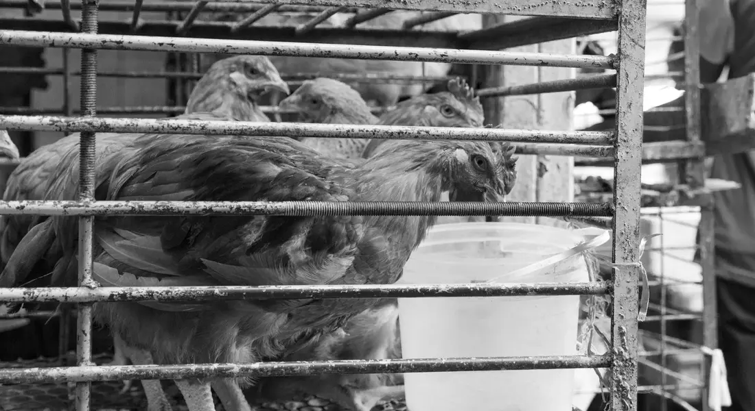 Several small birds inside a metal wire cage.