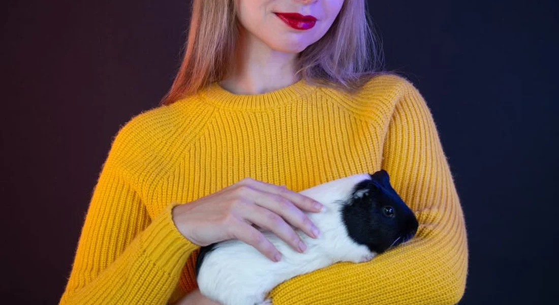 Person in a mustard yellow sweater holding a black-and-white guinea pig close to their chest.