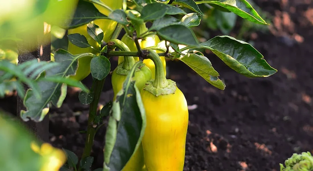 Yellow bell peppers growing on a pepper plant with green leaves.