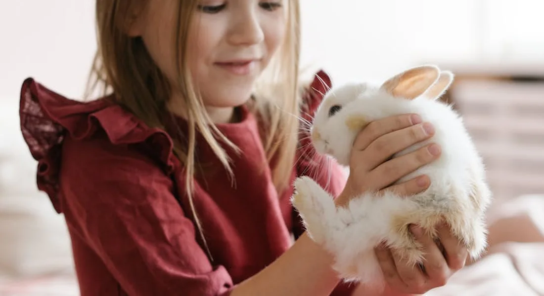A young girl gently holding a fluffy white rabbit.