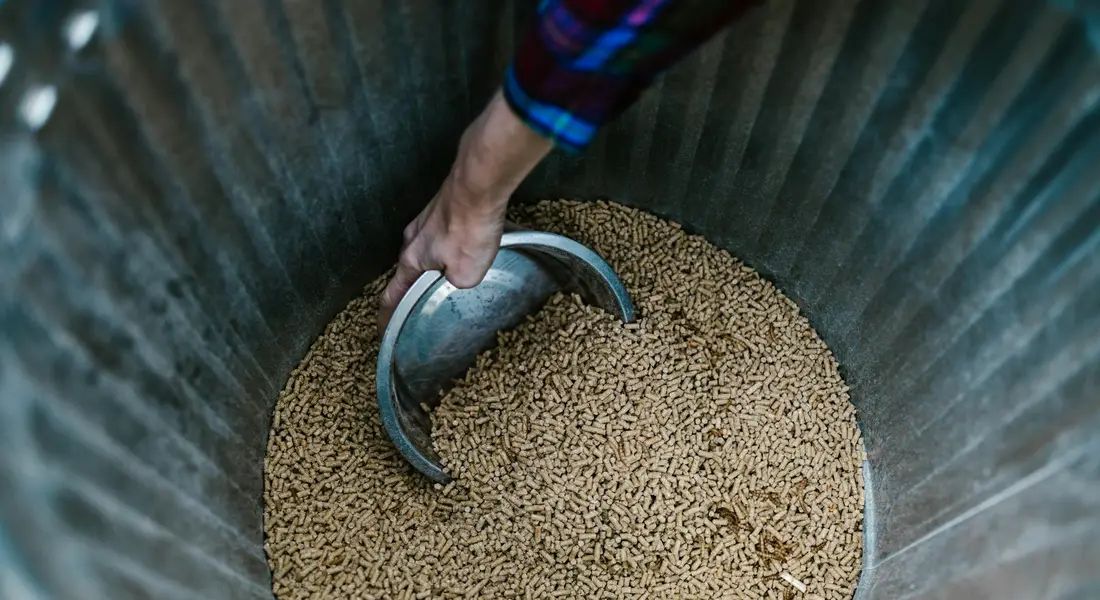 A hand scooping dry guinea pig pellets from a large metal container.