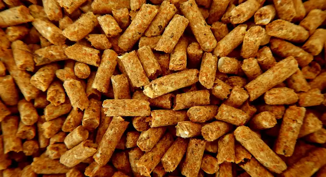 Close-up of orange-brown guinea pig pellets
