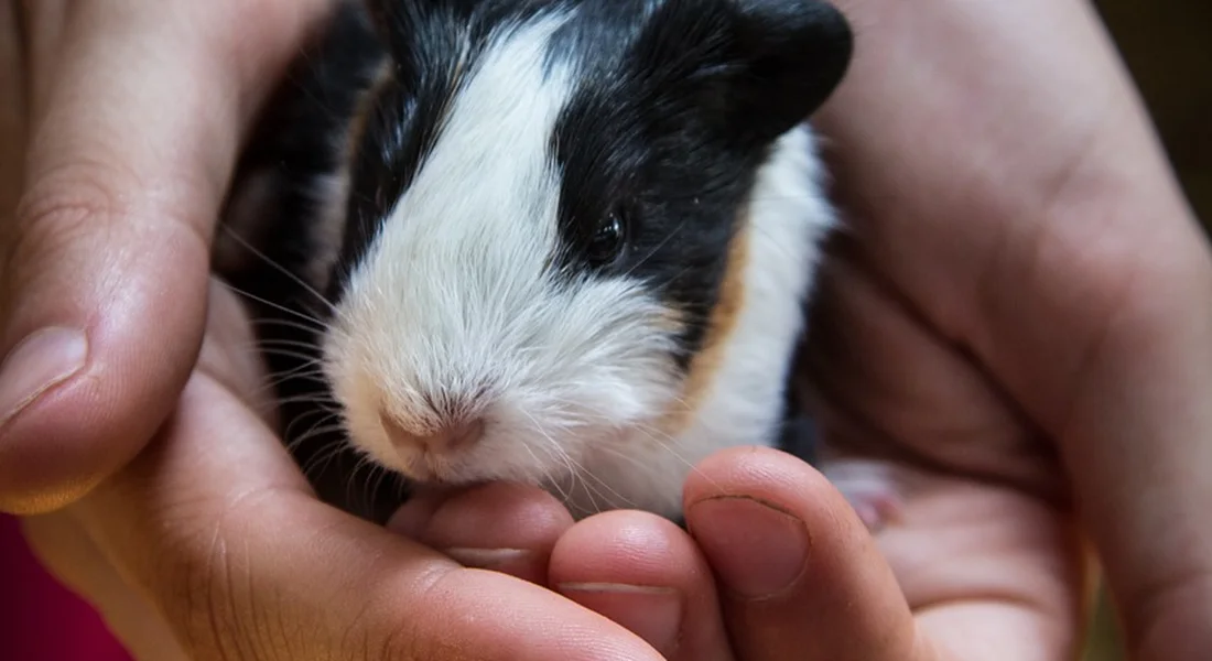 Close-up of a black-and-white guinea pig cradled gently in someone's hands