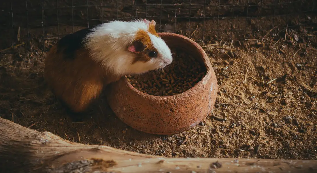 Guinea pig beside a clay bowl of pellets on a dirt floor, illustrating careful observation of health during a transition to a new pellet brand.