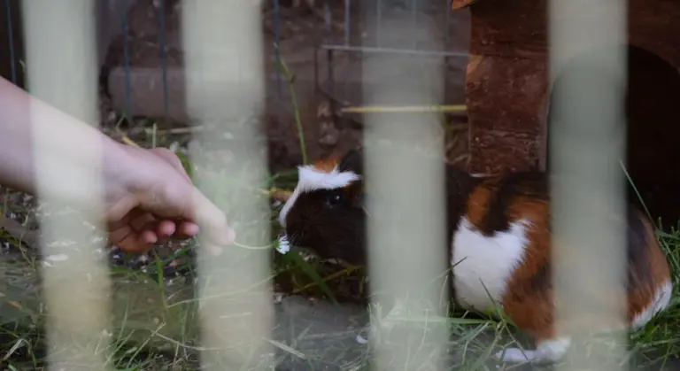 A hand feeding a guinea pig through the bars of its cage.